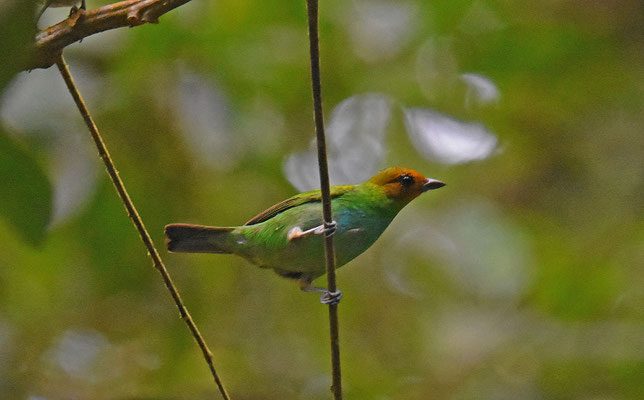 Bay-headed Tanager