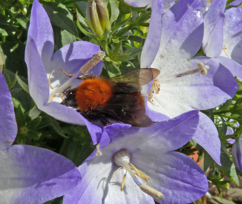 Bombus pascuorum - Akkerhommel