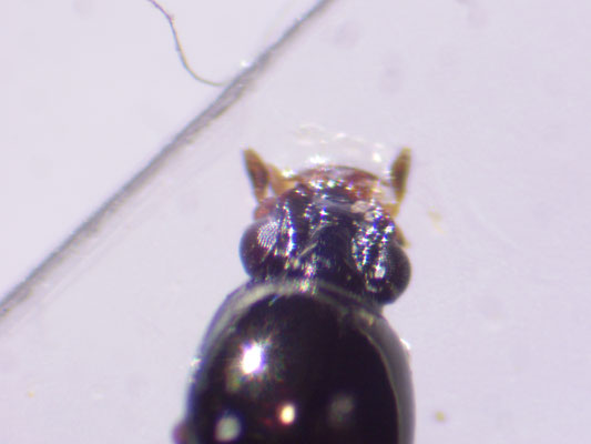 Dyschirius intermedius - Leemgravertje