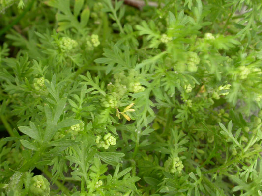 Lepidium didymum - Kleine varkenskers