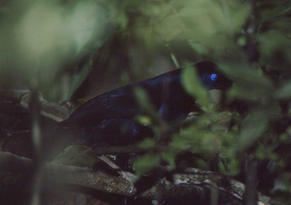 Satin Bowerbird