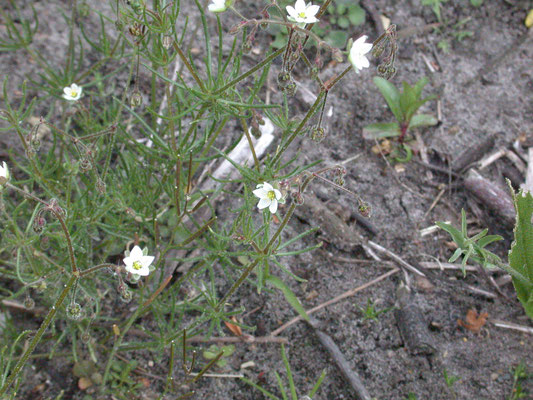 Spergula arvensis - Gewone spurrie