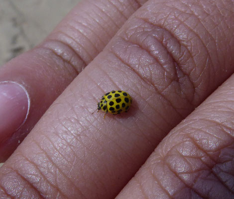 22 stippelig lieverheersbeestje (Psyllobora vigintiduopunctata)