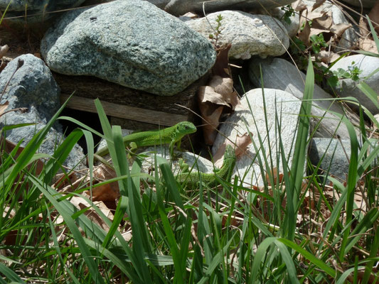 Lacerta trilineata