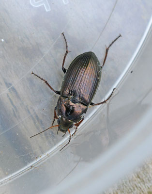 Amara strenua - Polderdrietandglimmer