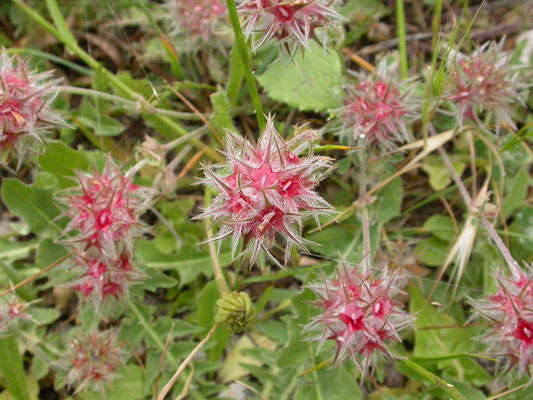 Trifolium stellatum - Sterklaver