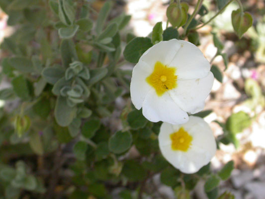 Cistus salvifolius