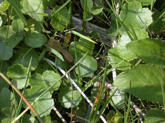 Hydrocotyle vulgaris - Waternavel