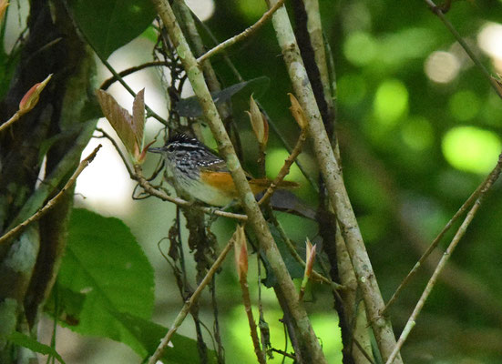 Guianan Warbling-Antbird