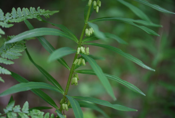 Polygonatum verticillatum - Kranssalomonszegel
