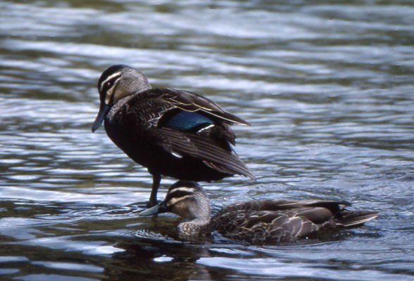 Pacific Black duck