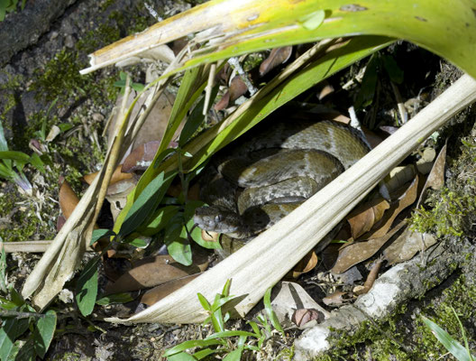 Bothrops atrox - Gewone Lanspuntslang (Labaria)