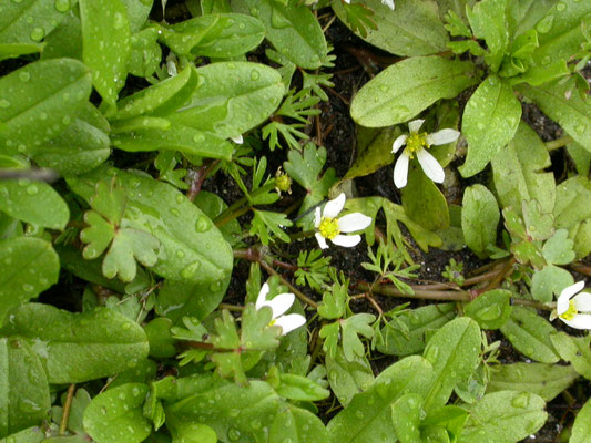Ranunculus aquatilis - Fijne waterranonkel