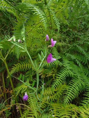 Lathyrus tingitanus