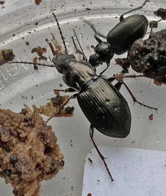 Pterostichus oblongopunctatus - Bronzen boszwartschild