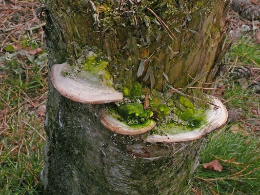 Trametes gibbosa - Witte bultzwam