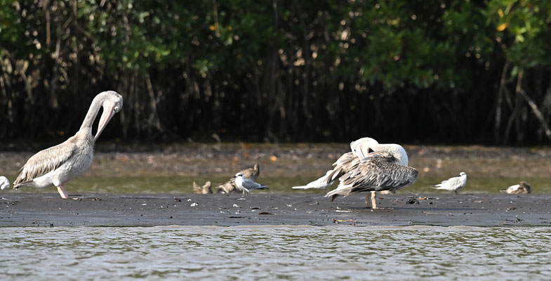 Pelecanus onocrotalus - Great White Pelican
