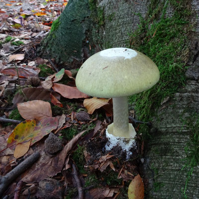 Groene knolamaniet