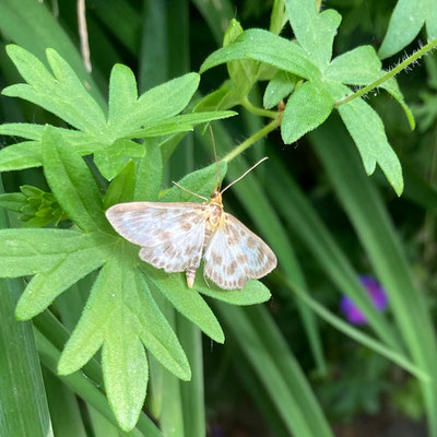 Anania hortulata - Bonte brandnetelmot