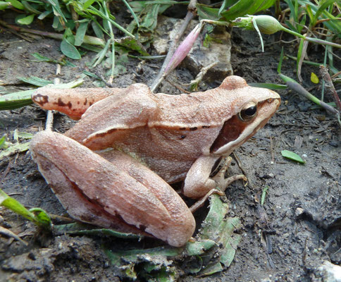 Rana dalmatina - Springkikker