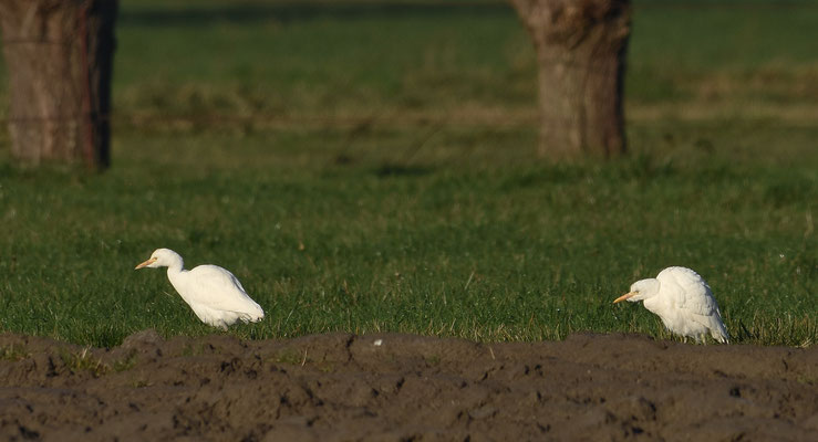 Koereiger, nabij Korendijkse Slikken