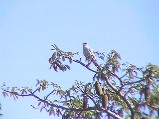 Dark Chanting Goshawk