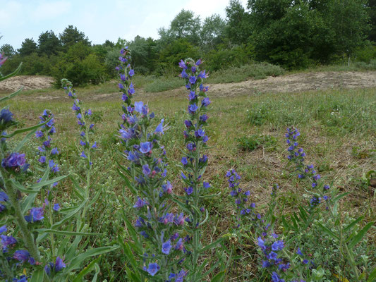 Echium vulgare - Slangenkruid