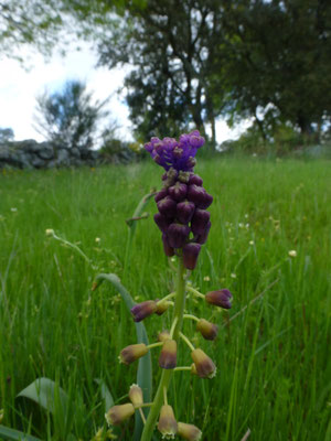 Muscari comosum - Kuifhyacinth
