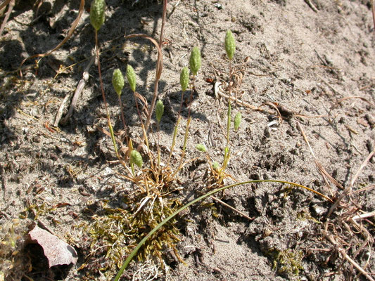 Phleum arenarium - Zanddoddegras