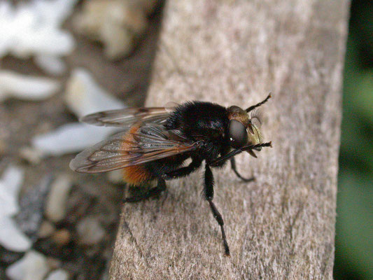 Volucella bombylans - Hommelreus