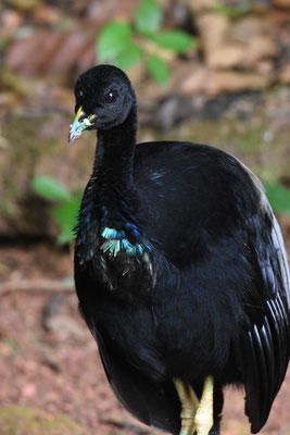Gray-winged Trumpeter