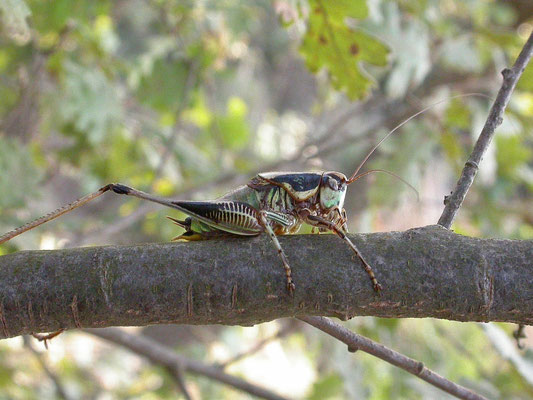 Eupholidoptera chabrieri