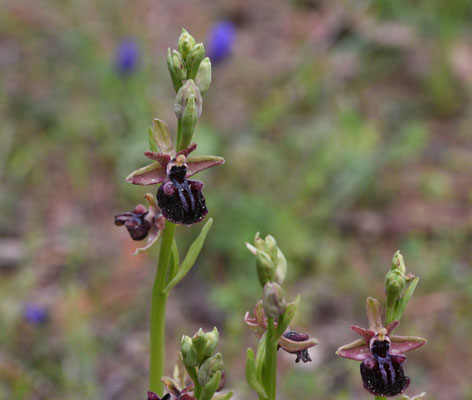 Ophrys mammosa