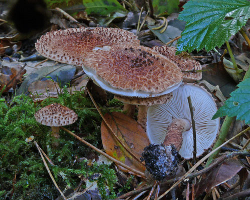 Lepiota echinacea - Fijnschubbige parasolzwam