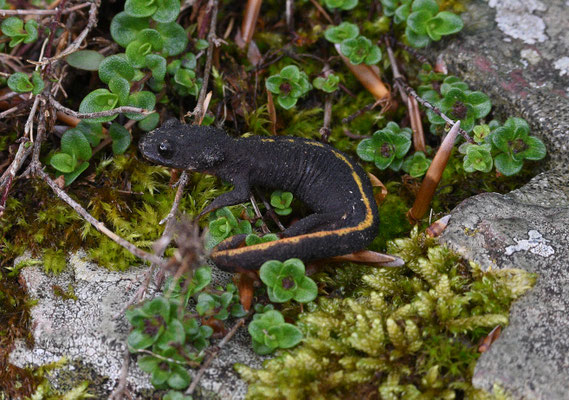 Calotriton asper - Pyreneeënbeeksalamander 