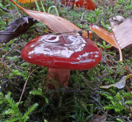 Lactarius ichoratus - Rode kleibosmelkzwam
