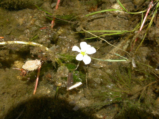 Ranunculus fluitans - Vlottende waterranonkel