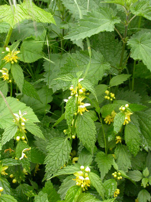 Lamium galeobdolon - Kleine gele dovenetel