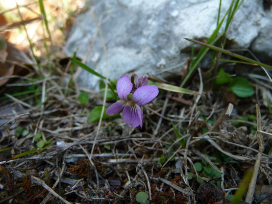 Viola pyrenaica