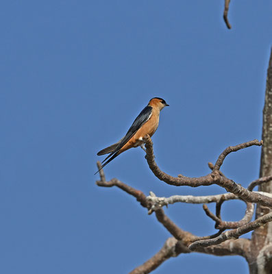 Hirundo senegalensis - Mosque Swallow