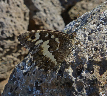 Brentesia circe