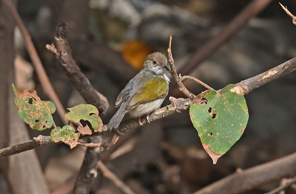 Camaroptera brevicaudata - Grey-backed Camaroptera