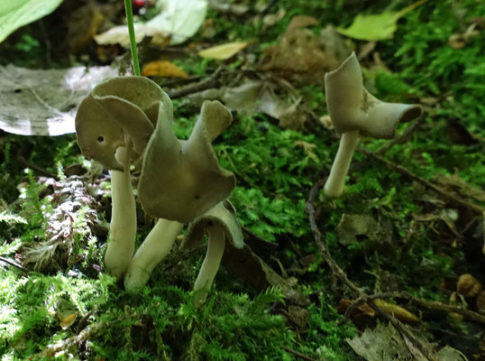 Helvella ephippium - Zadelkluifzwam