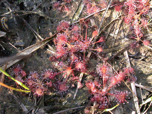 Drosera rotundifolia-  Ronde zonnedauw