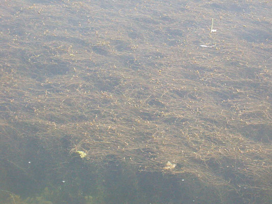 Potamogeton pectinatus - Schedevormend fonteinkruid