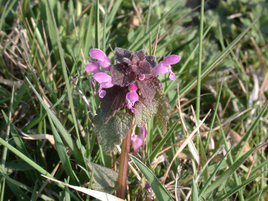 Lamium purpureum purpureum - Paarse dovenetel