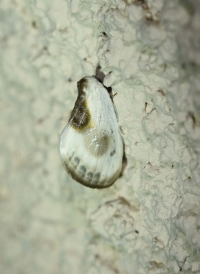 Witte eenstaart