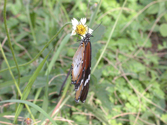 Belenois aurata