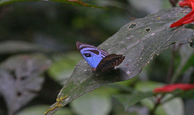 Semomesia capanea