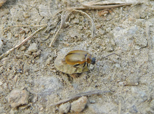 Lochmaea suturalis - Heidehaantje